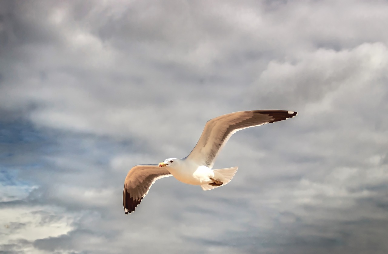 Image - seagull algarve portugal