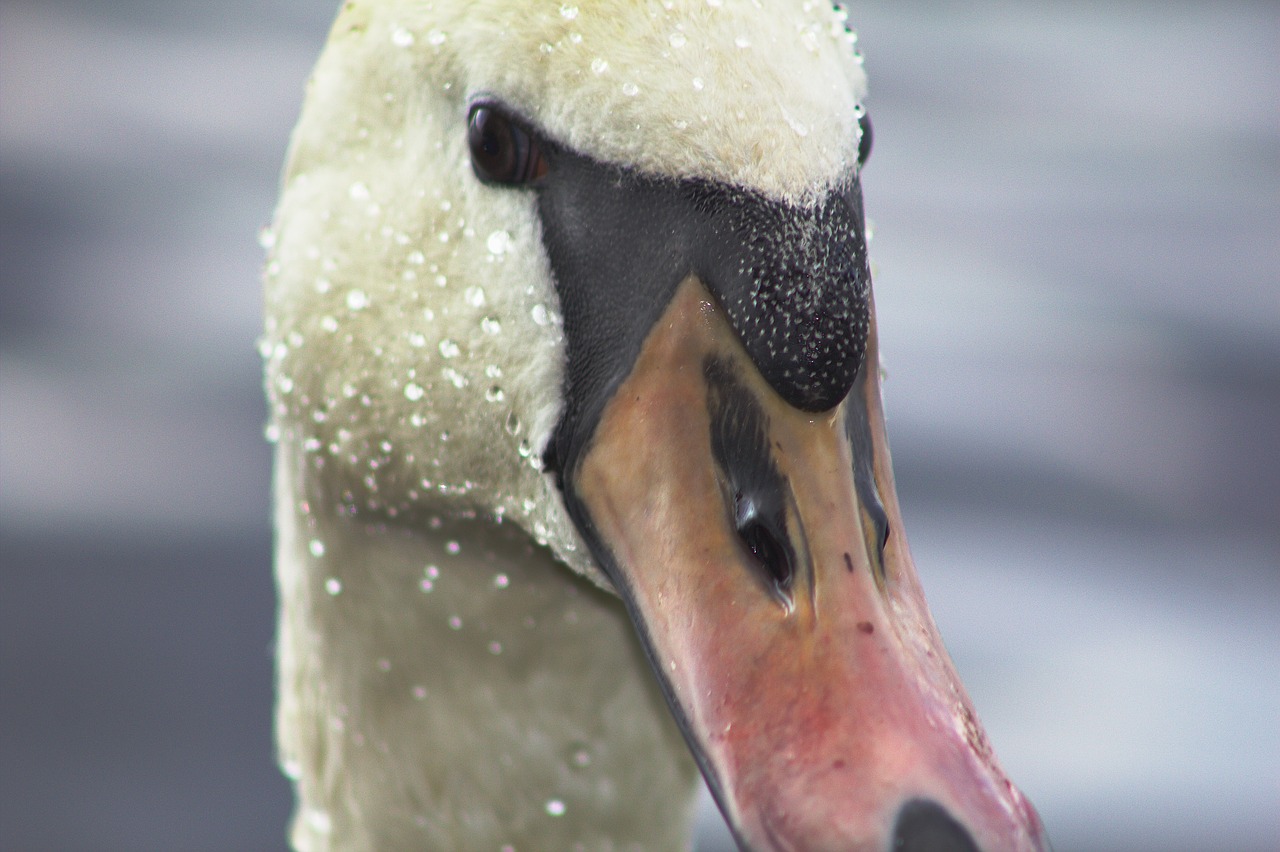 Image - swan bird close up fauna