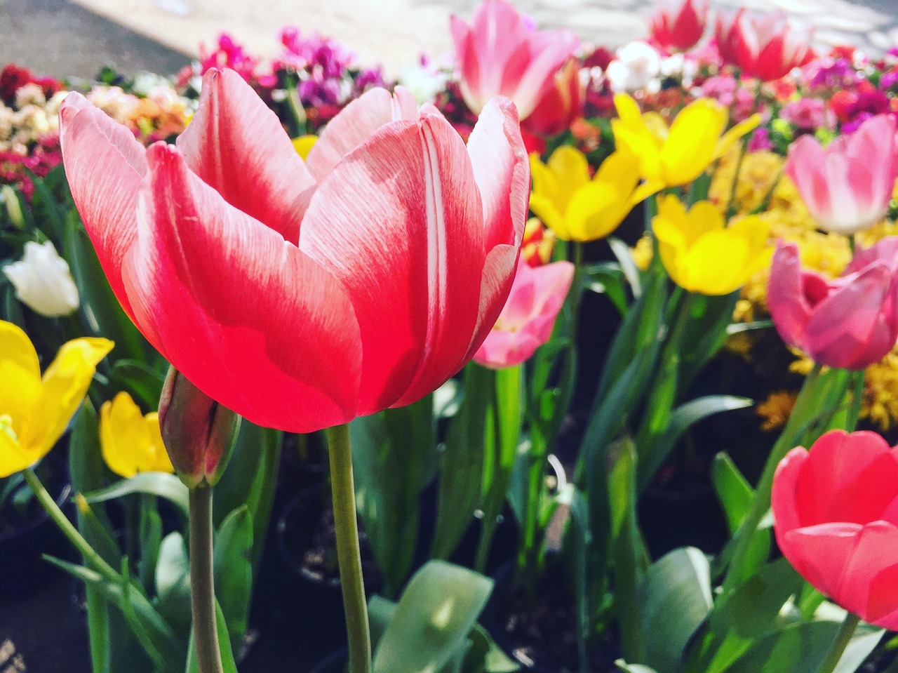 Image - tulip red flower colours