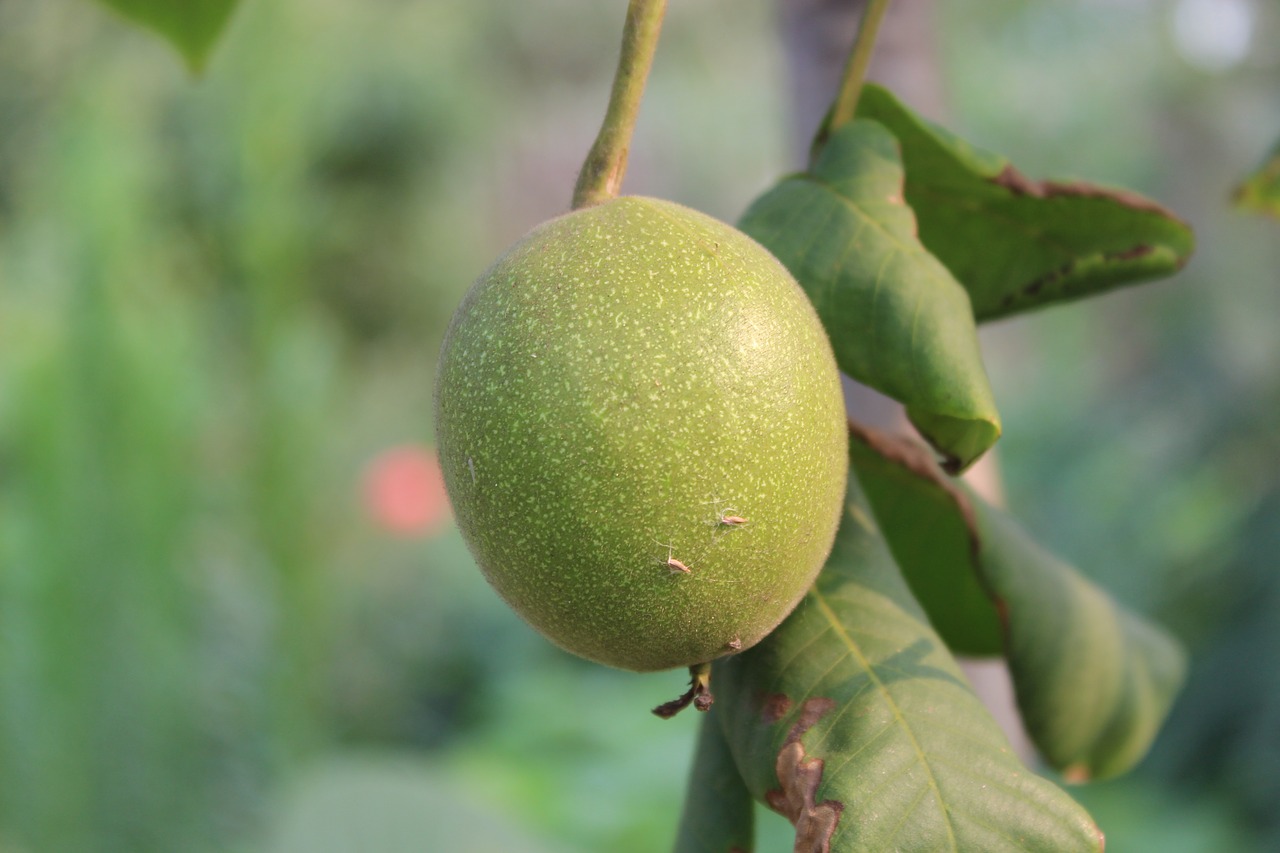 Image - green walnuts gain