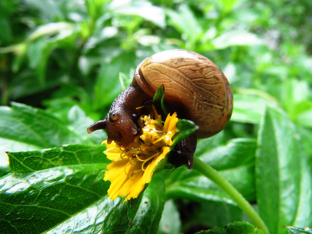Image - snail snail eating close up
