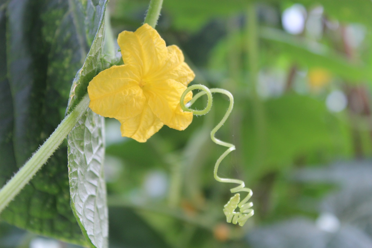 Image - cucumber vegetable vine yellow