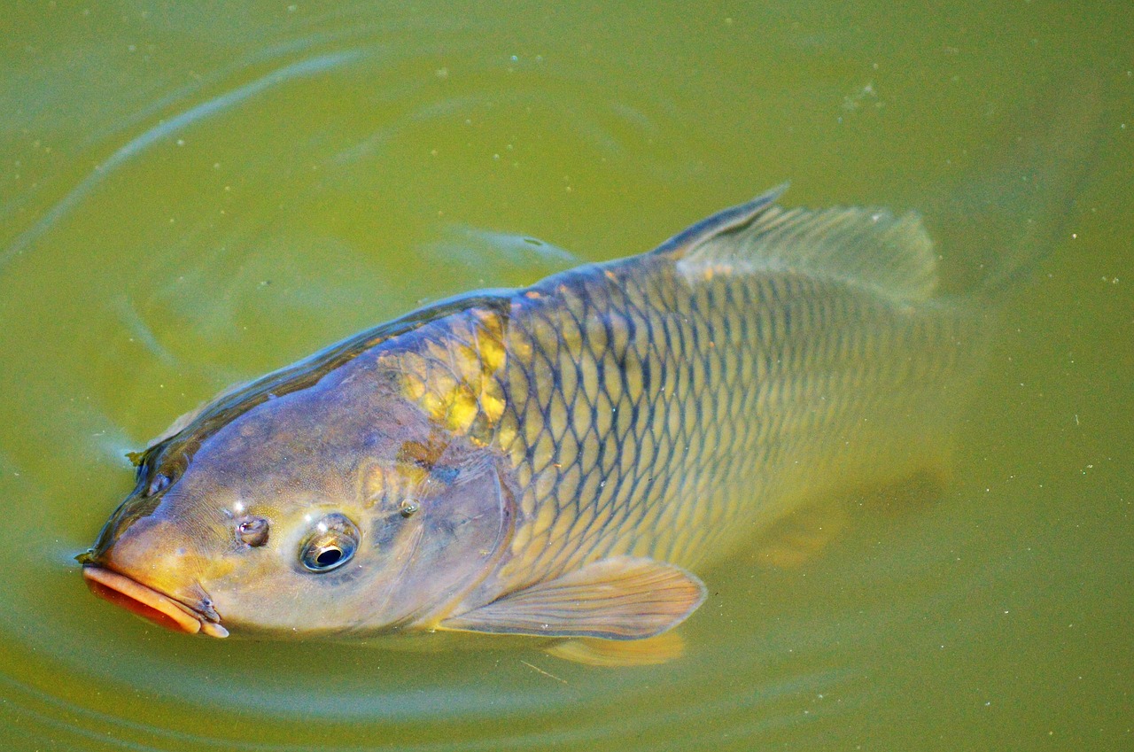 Image - carp fish appear swim pond water