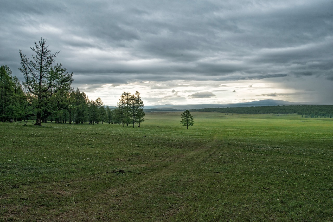 Image - landscape meadow and forest tiger