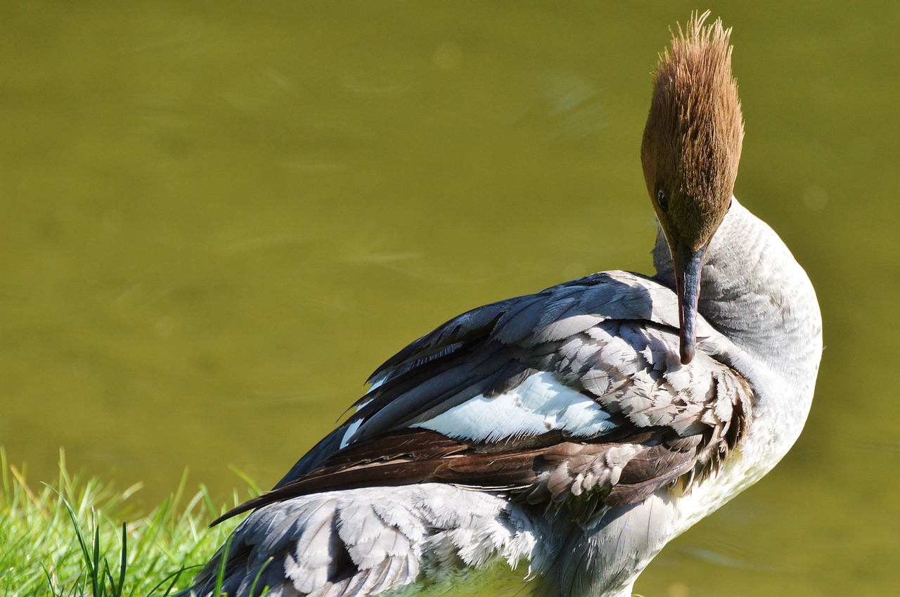 Image - merganser ducks waterfowl bird