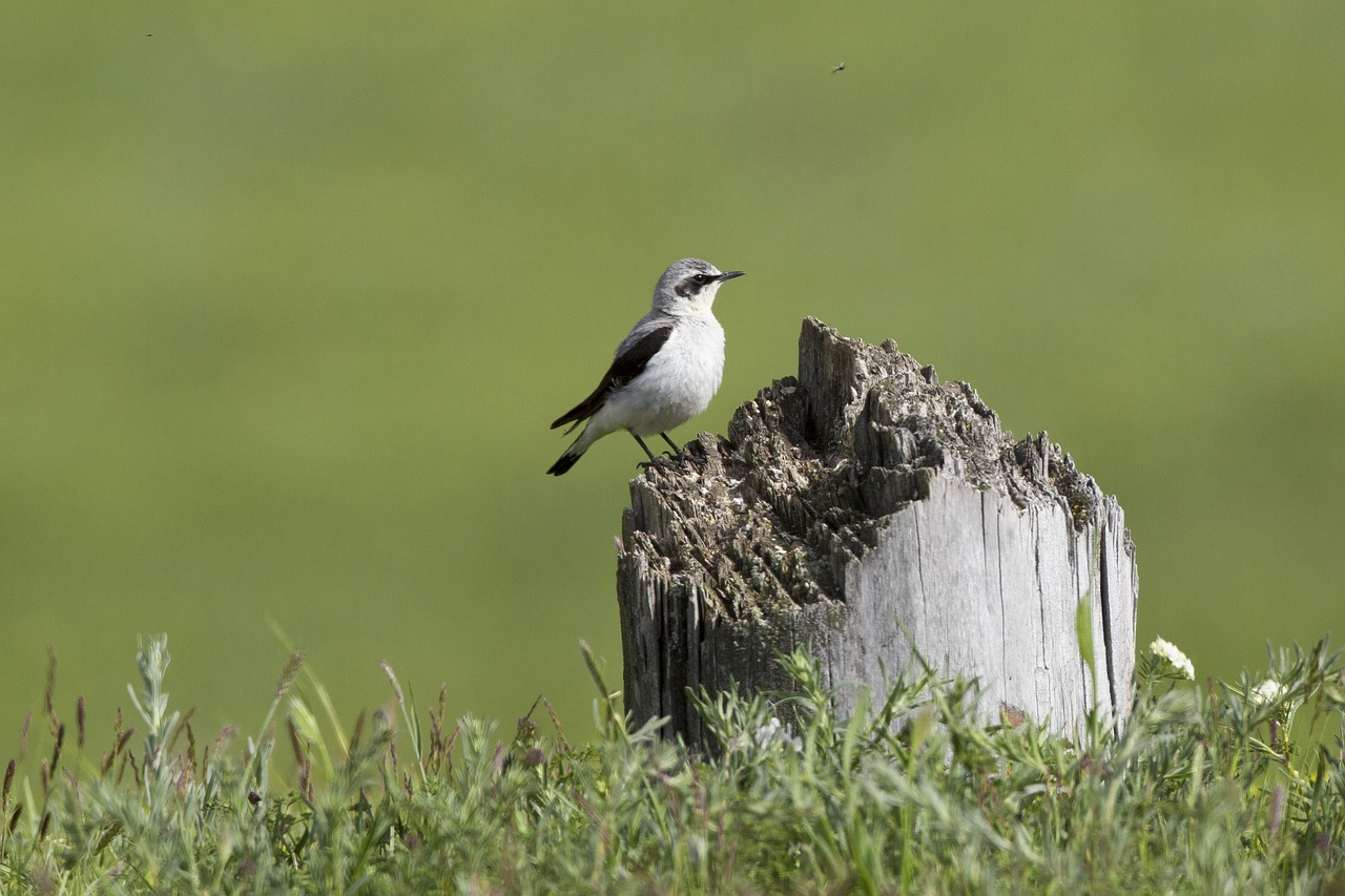 Image - wild birds 朽木 meadow