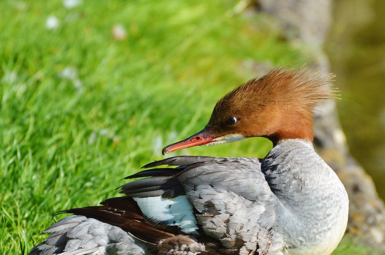 Image - merganser ducks waterfowl bird