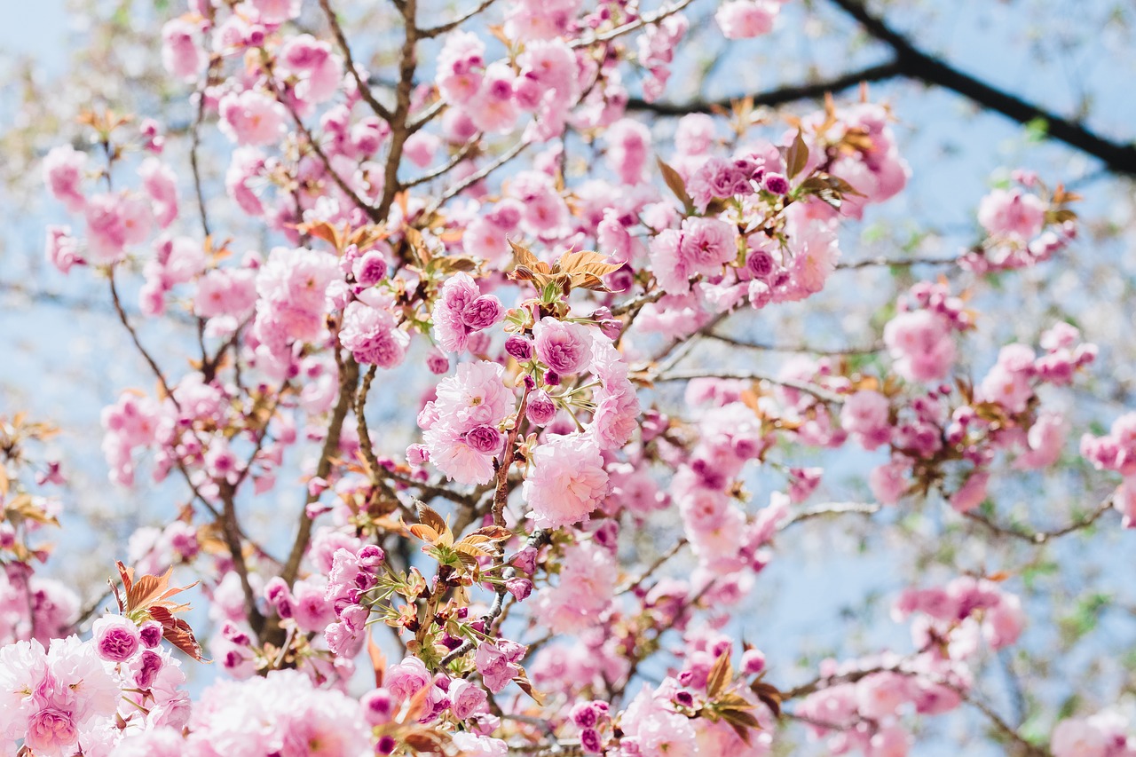 Image - sakura flower cherry flowers
