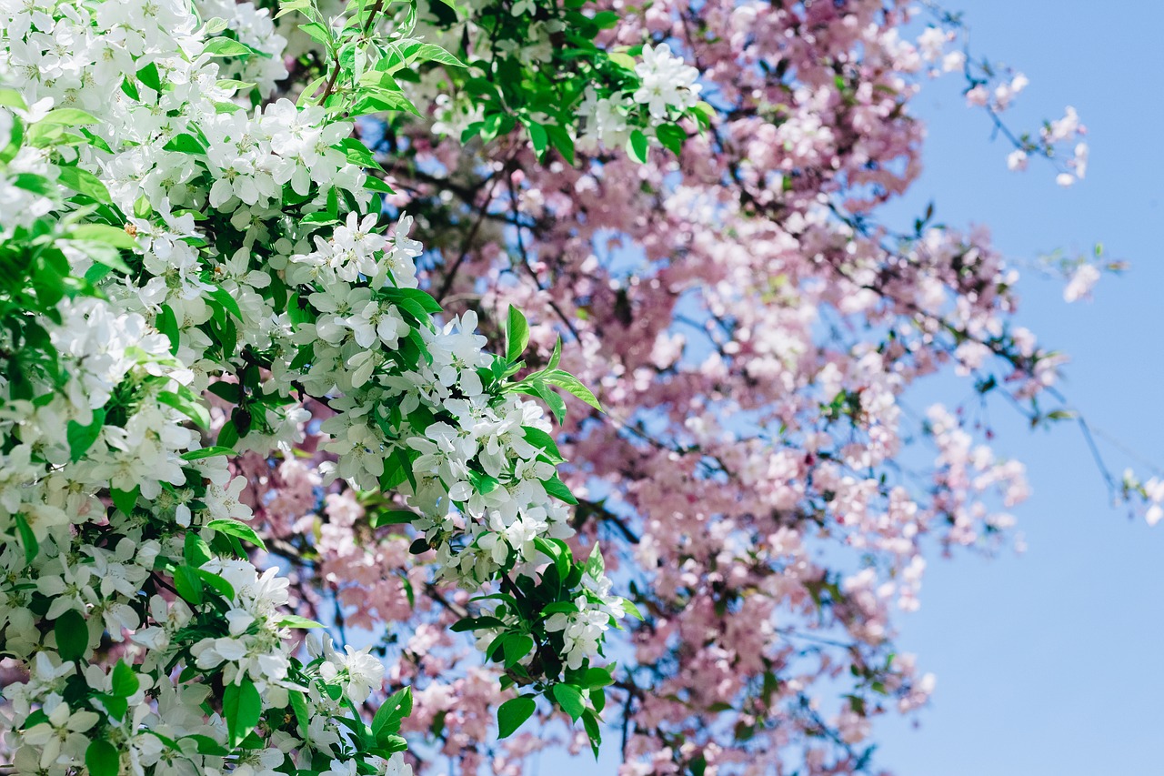 Image - sakura flower cherry flowers