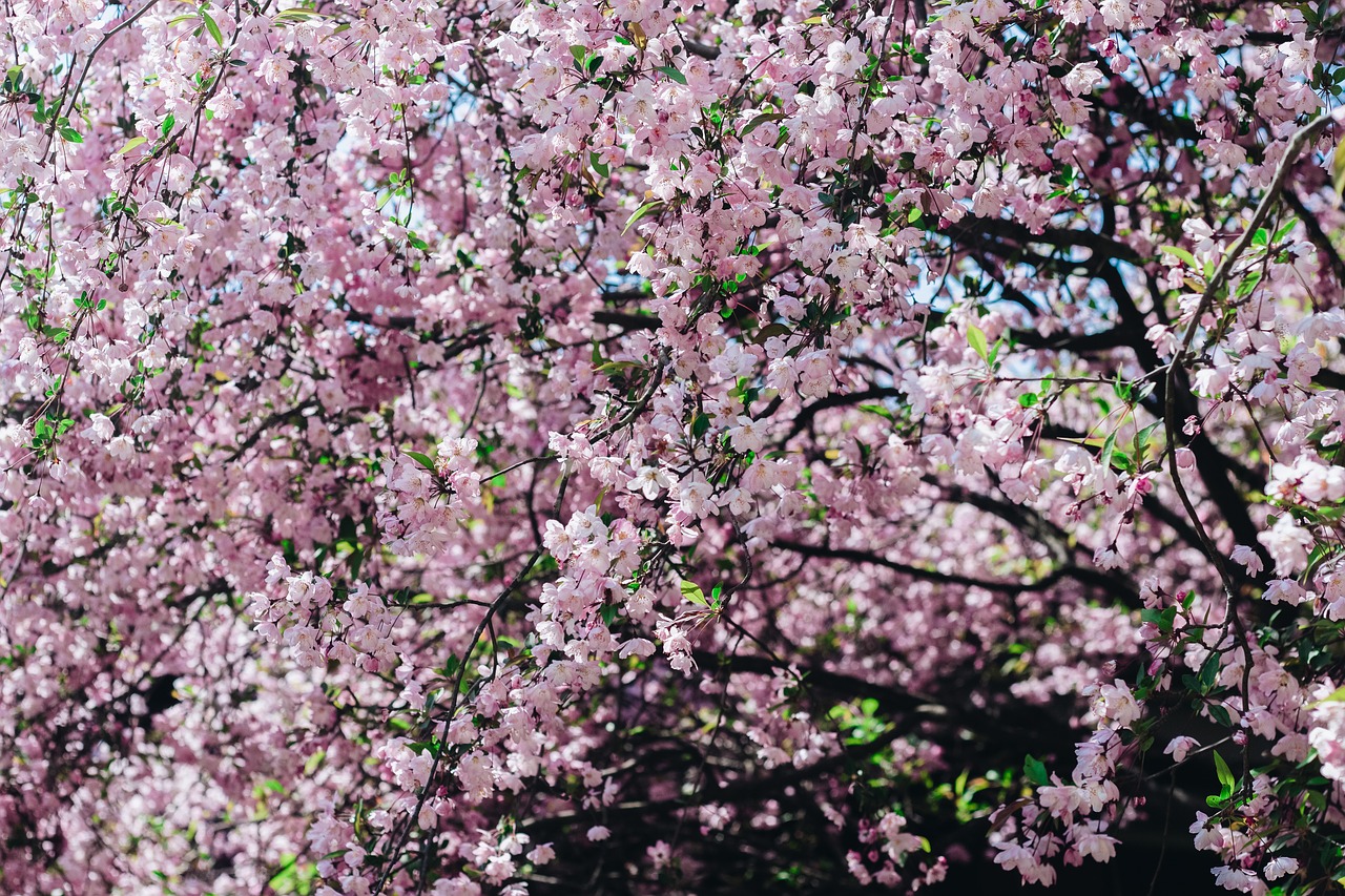 Image - sakura flower cherry flowers