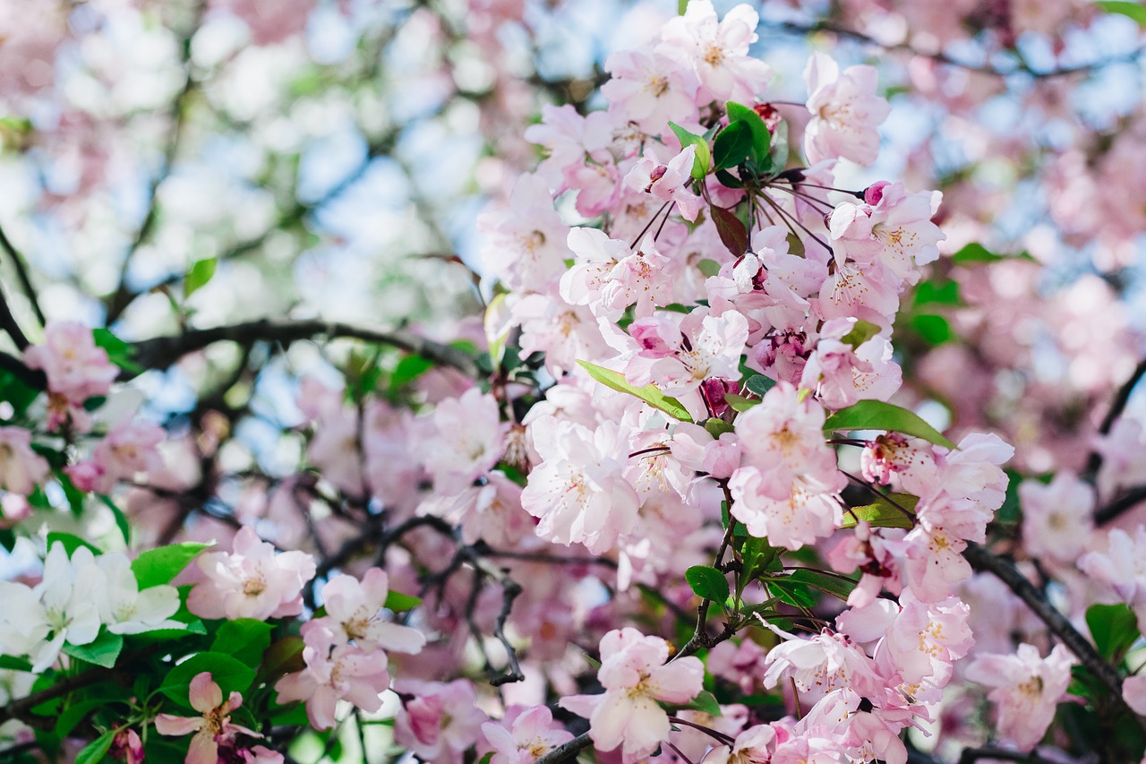 Image - sakura flower cherry flowers