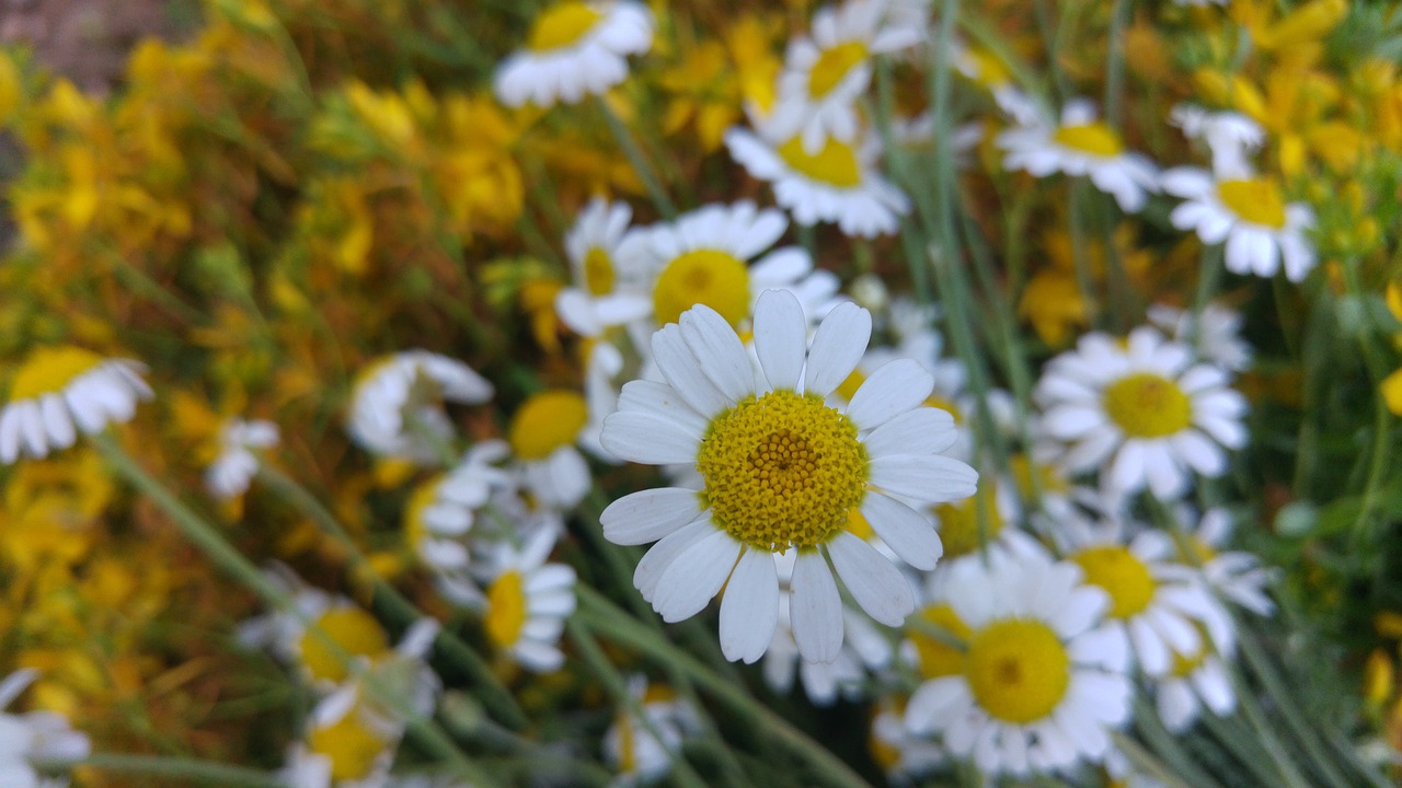 Image - daisy yellow wall paper background