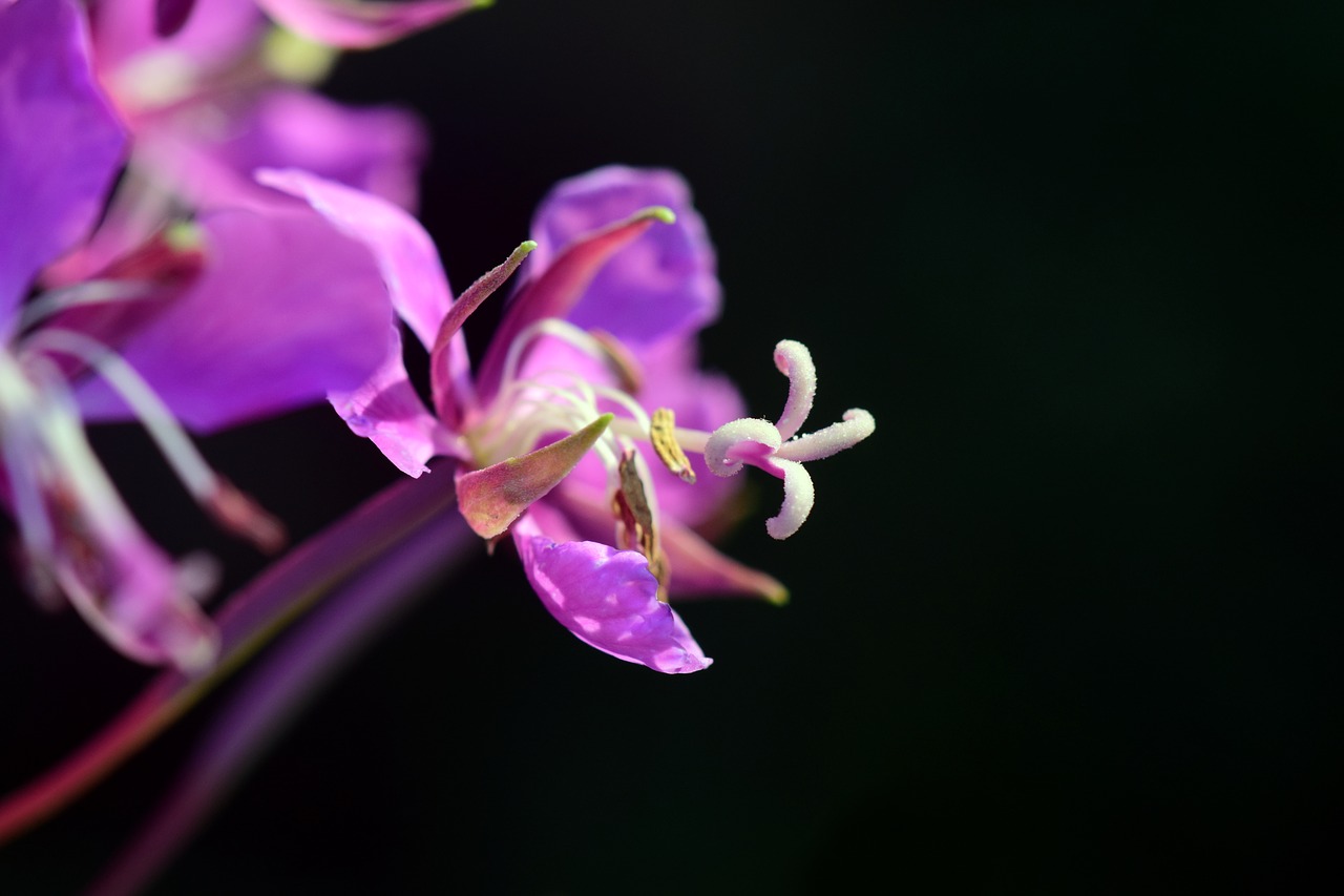 Image - epilobium blossom bloom flower