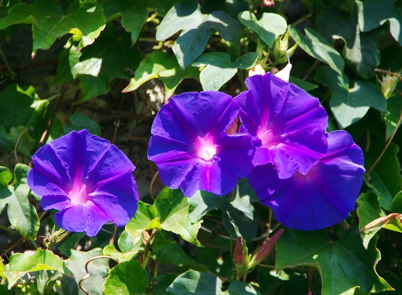 Image - volubilis convolvulacée blue flower