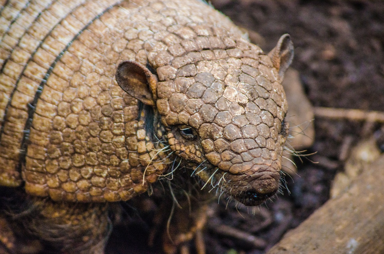 Image - armadillo zoo animal design exotic