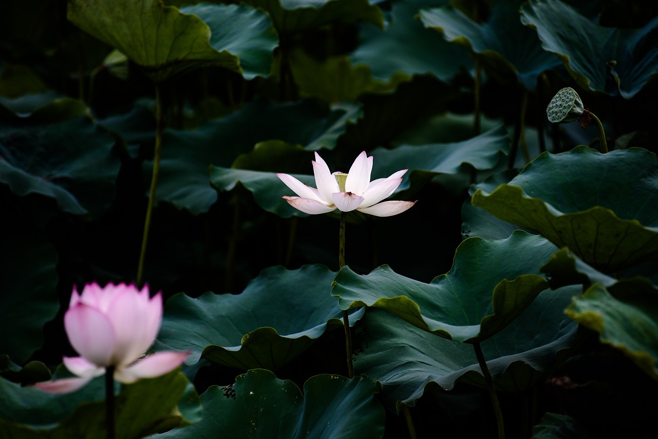 Image - lotus summer canton