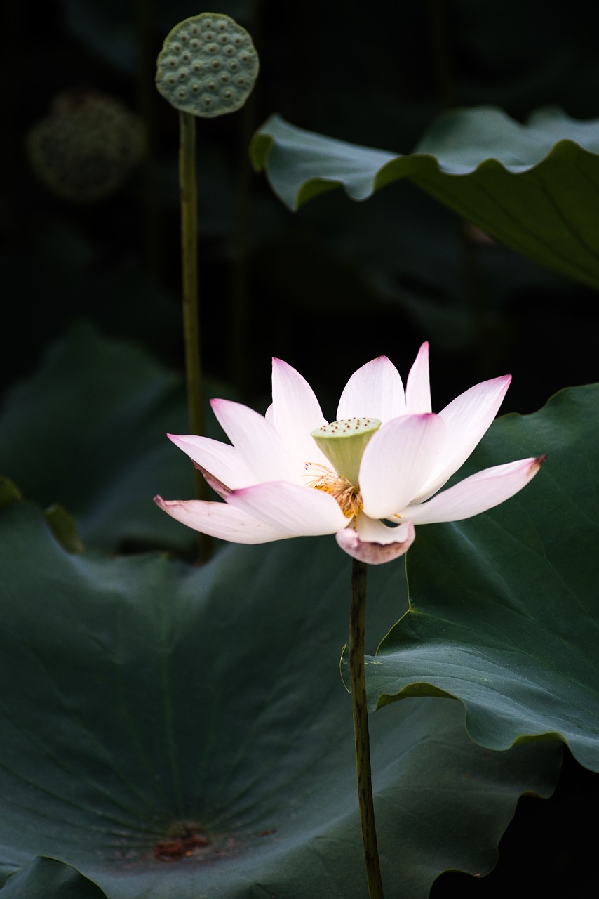 Image - lotus summer canton
