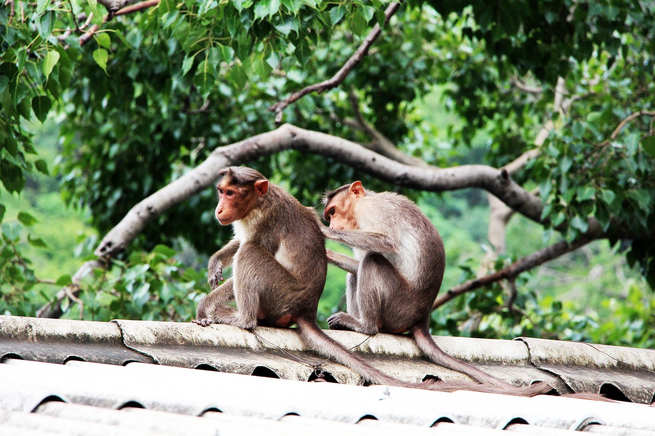 Image - nature monkeys friends forest tree