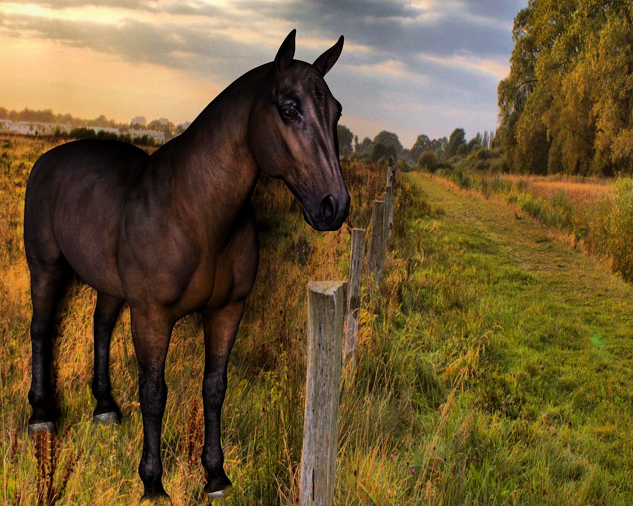 Image - horse pasture coupling paddock