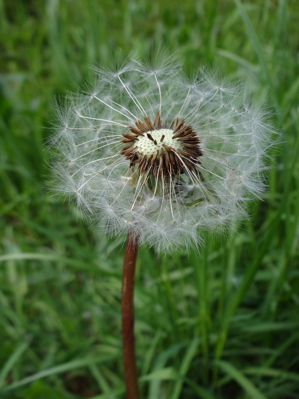 Image - flower taraxacum officinale floral