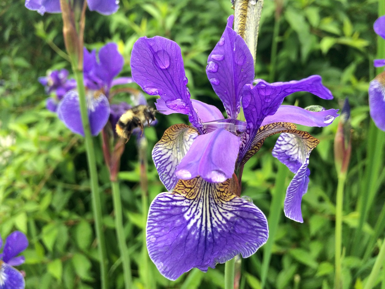 Image - flower iris nature spring floral