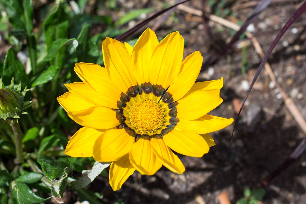 Image - gazania hybrid gold noon flower