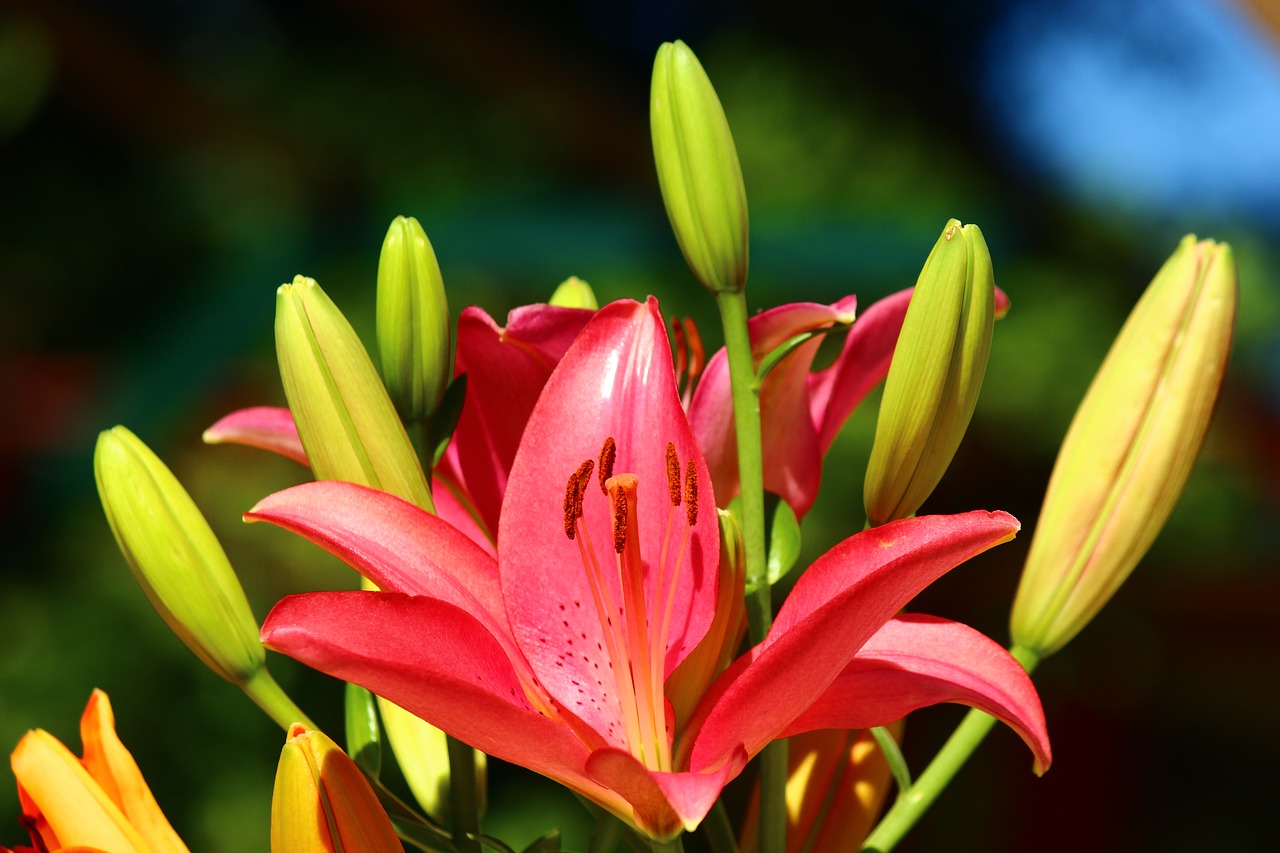 Image - fleur de lis lily season
