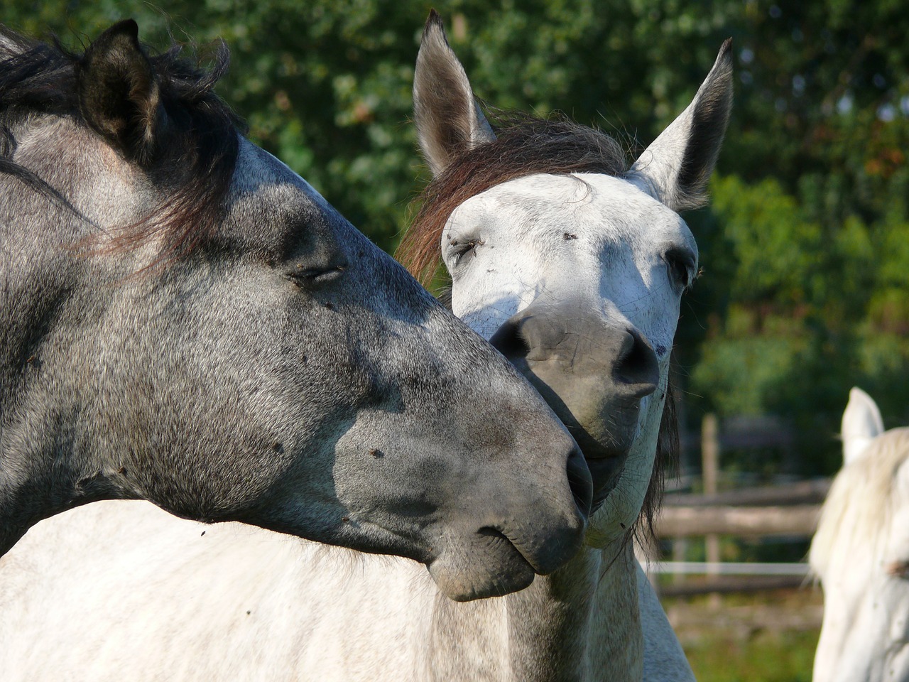 Image - horse équido complicity animal