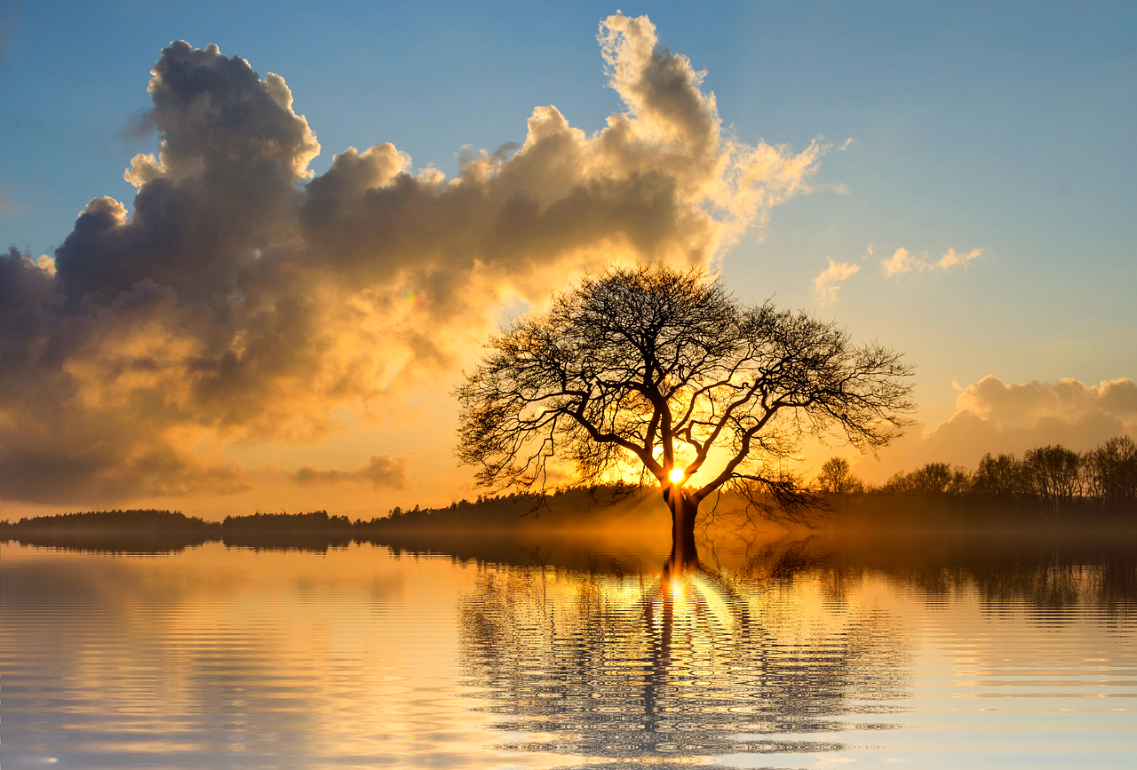 Image - tree sun sunset lone tree isolated