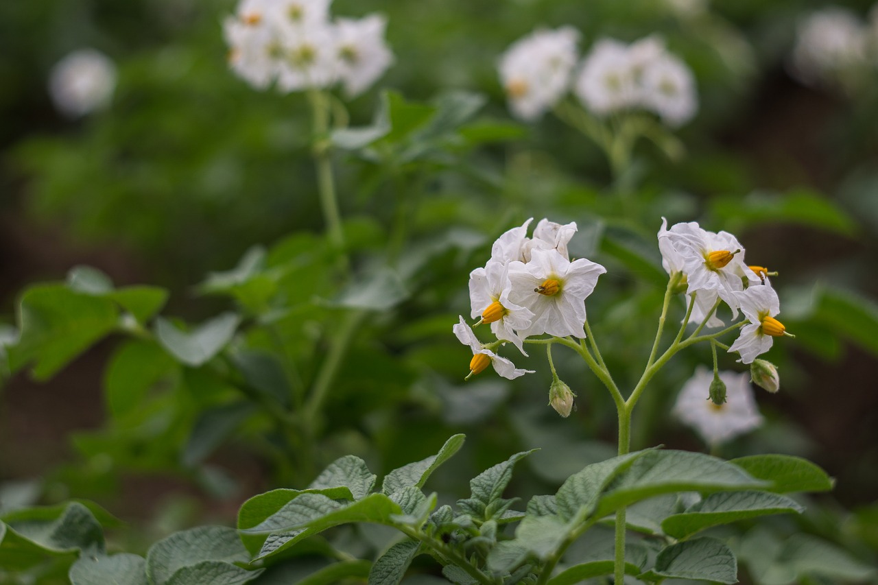 Image - flower of potato potato field