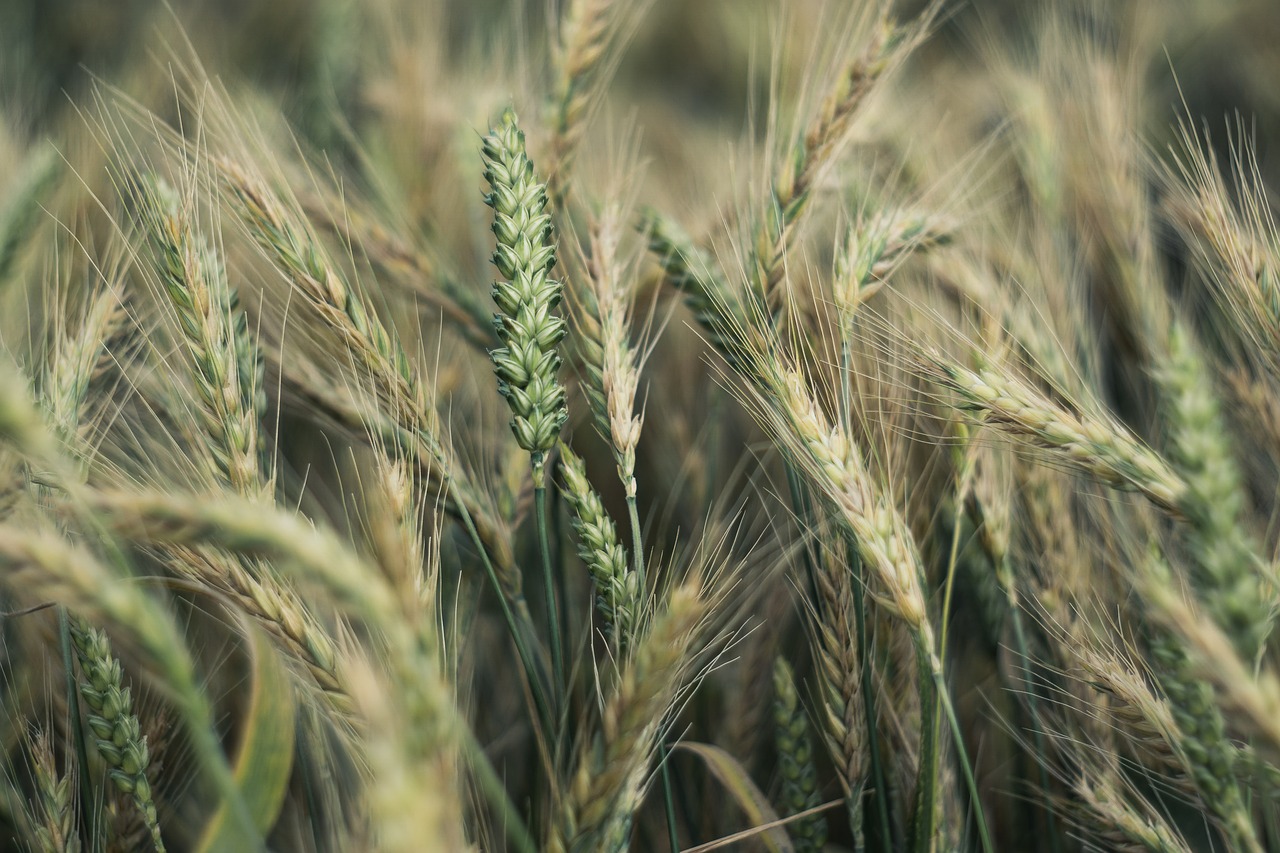 Колос Яровой пшеницы