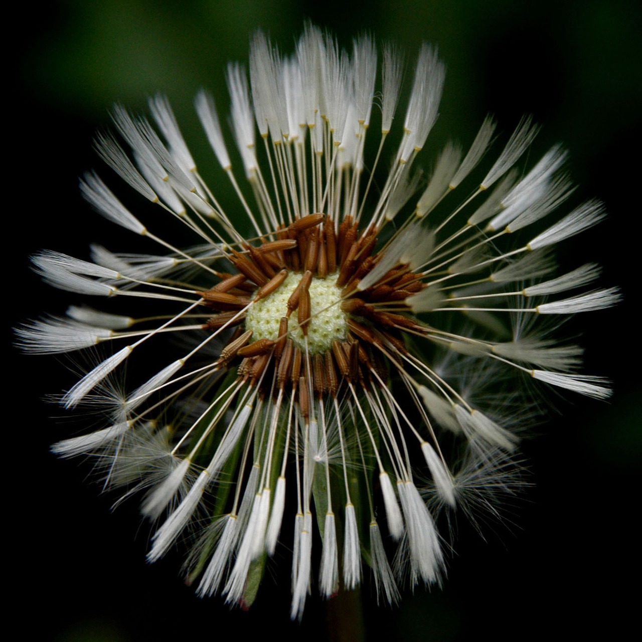 Image - dandelion macro fluff nature