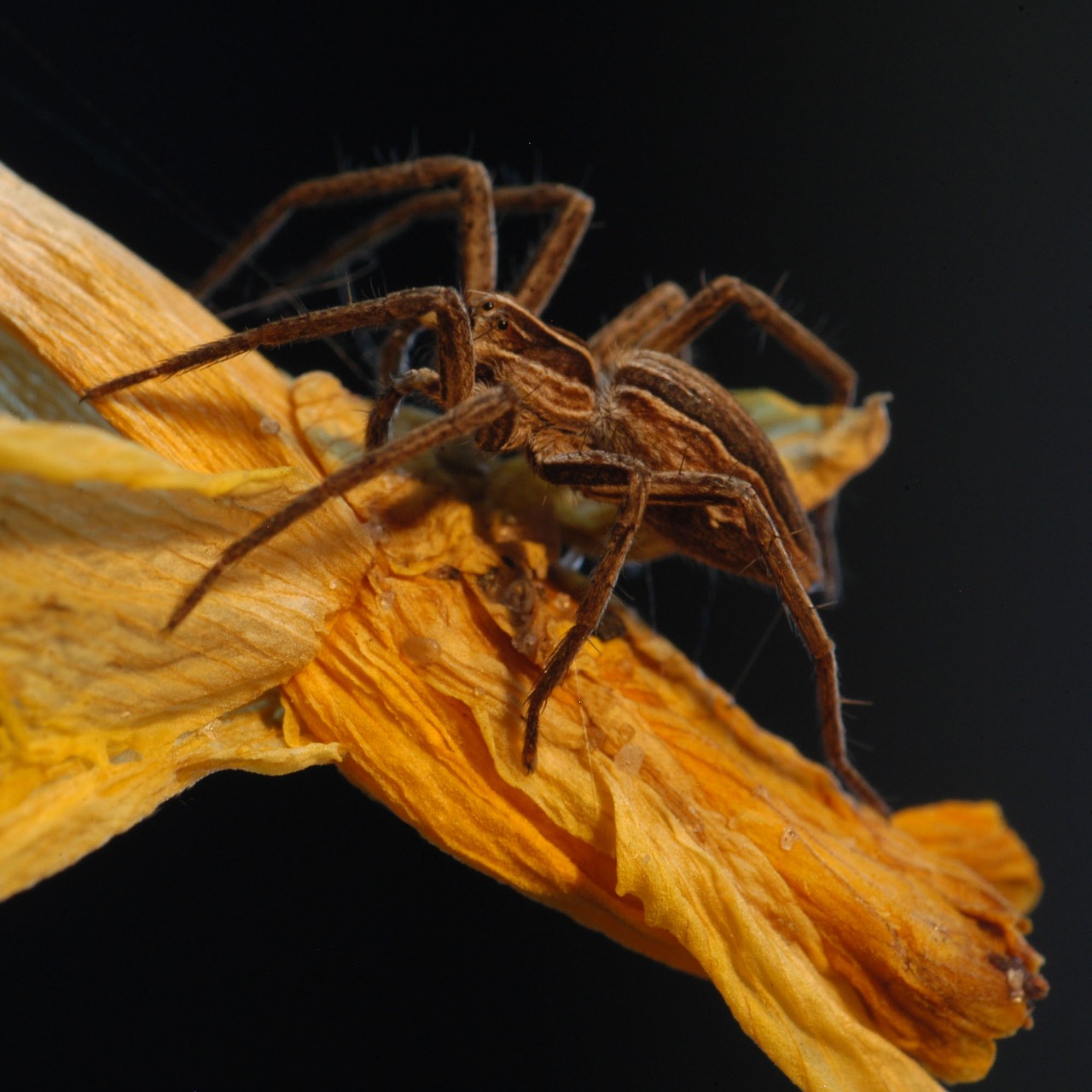 Image - spin fauna macro