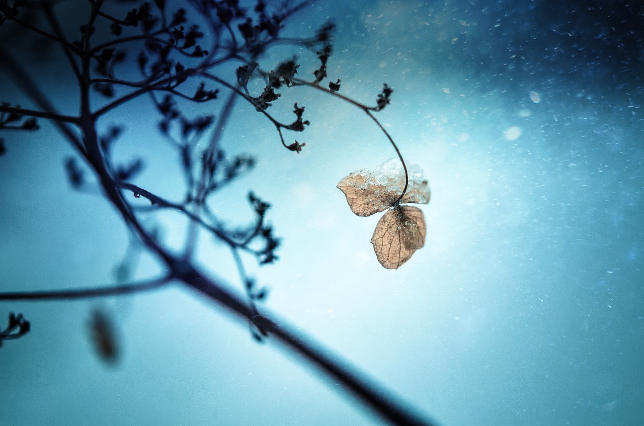 Image - frozen plant winter harsh nature