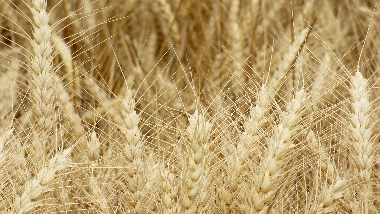 Image - the grain wheat ears gold field