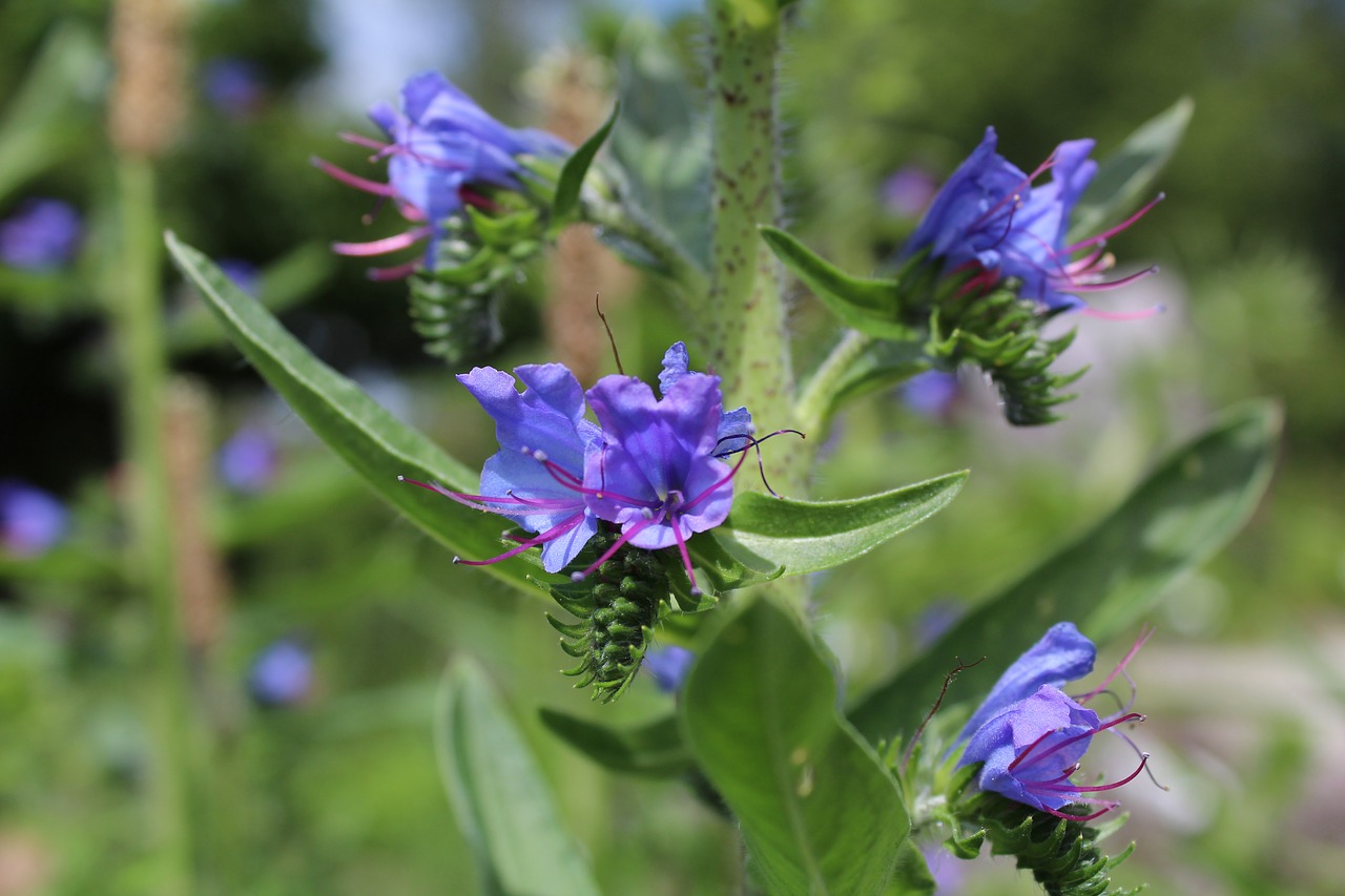 Image - slangehoved echium blue flower