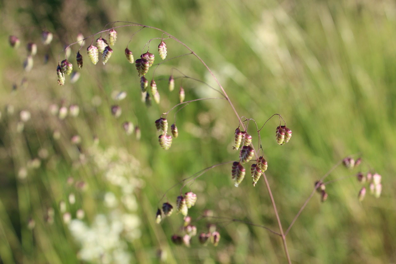 Image - hjertegræs briza media heart grass