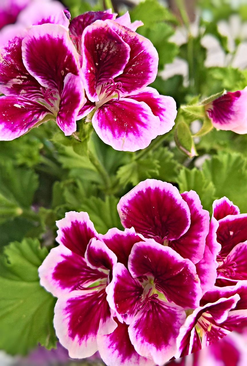 Image - flower geranium scented geranium