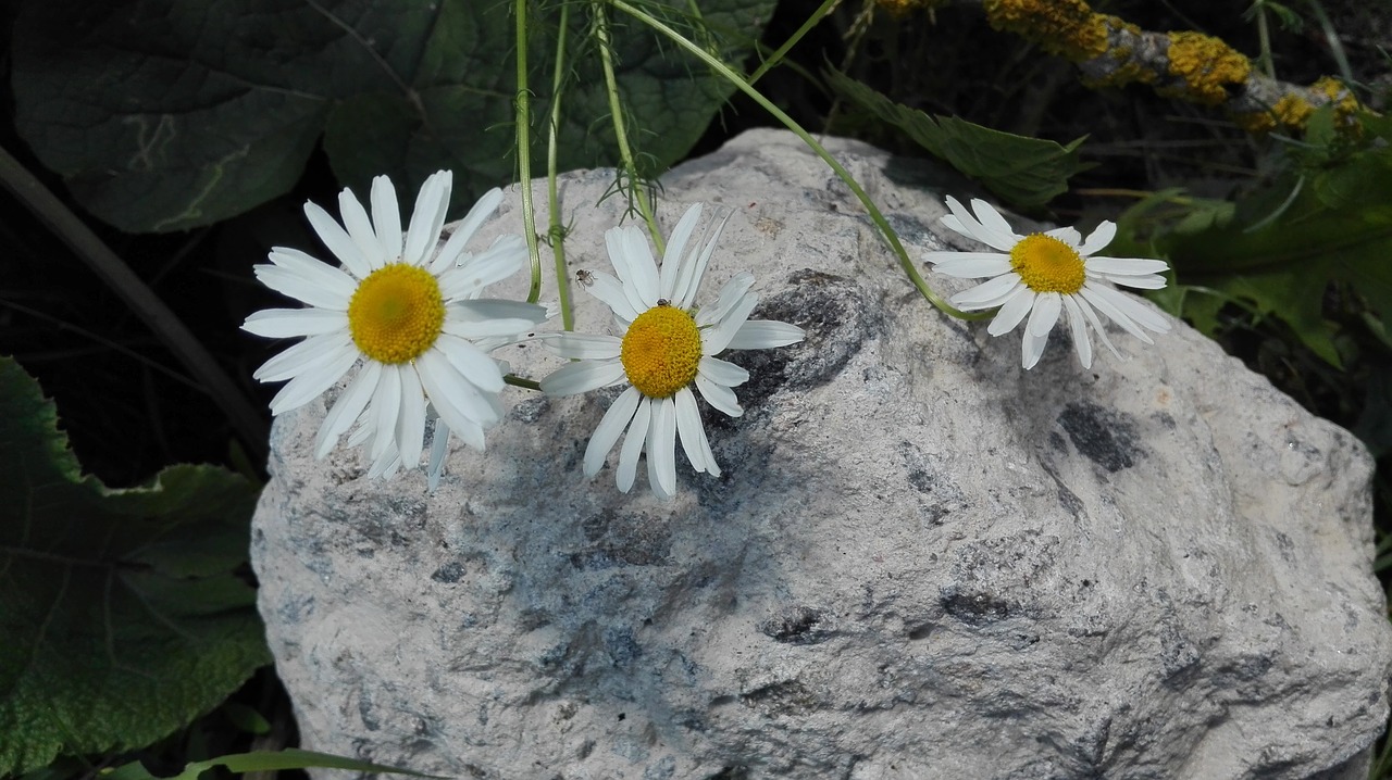 Image - chamomile summer june nature