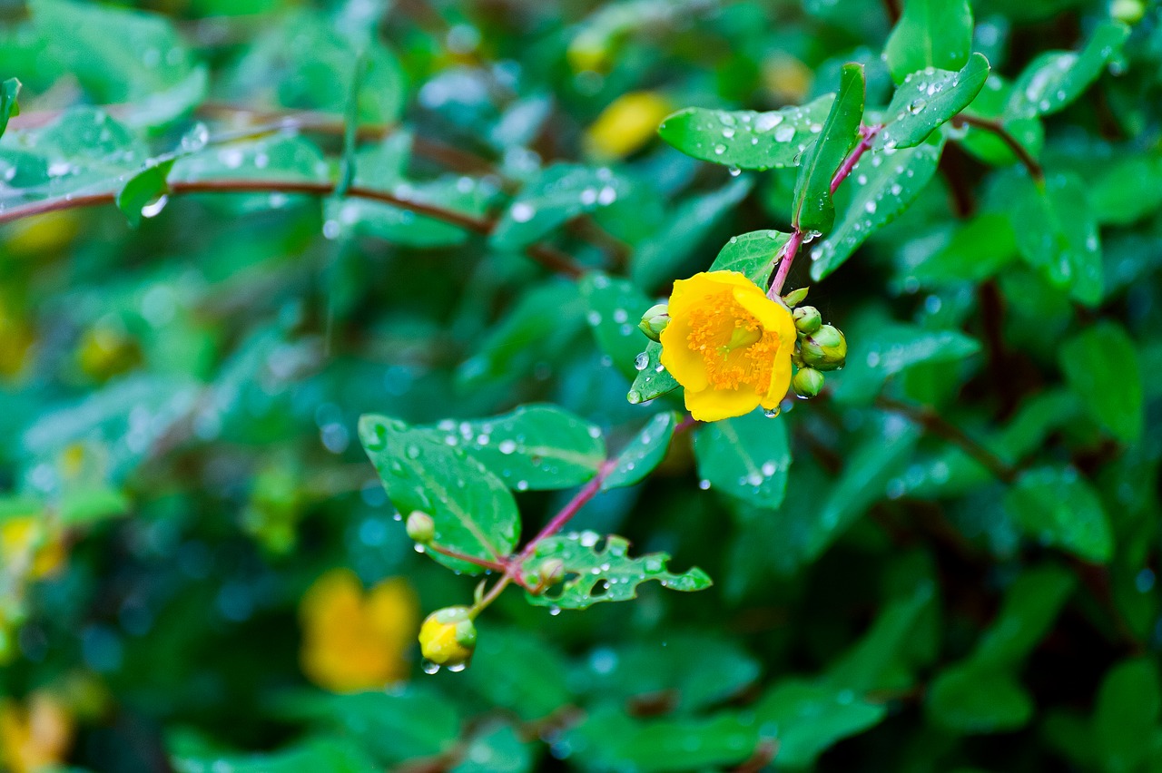 Image - natural plant in the early summer