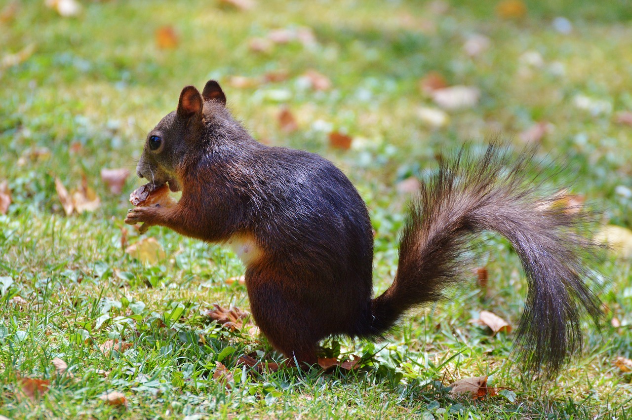 Image - squirrel nager rodent cute nature