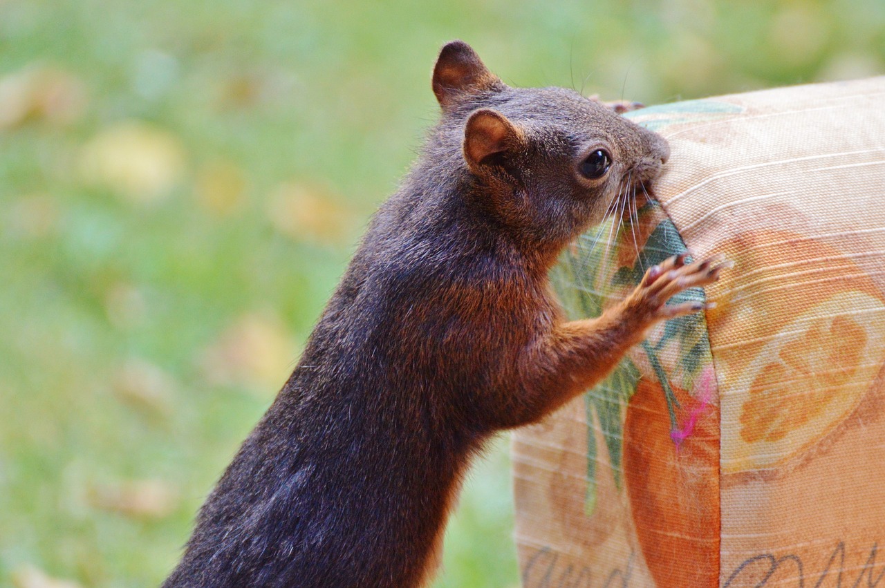 Image - squirrel verifiable kitten rodent