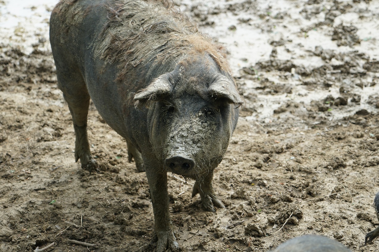 Image - sow domestic pig old breed