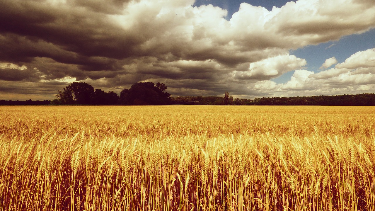 Image - country field the grain wheat