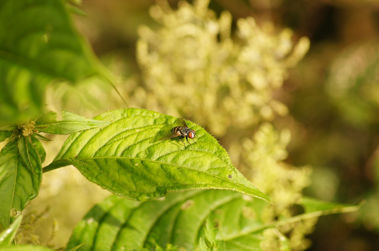 Image - nature insects cocora quindio