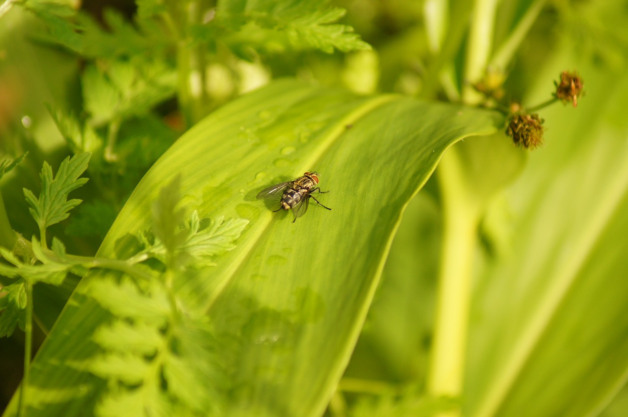 Image - nature insects cocora quindio