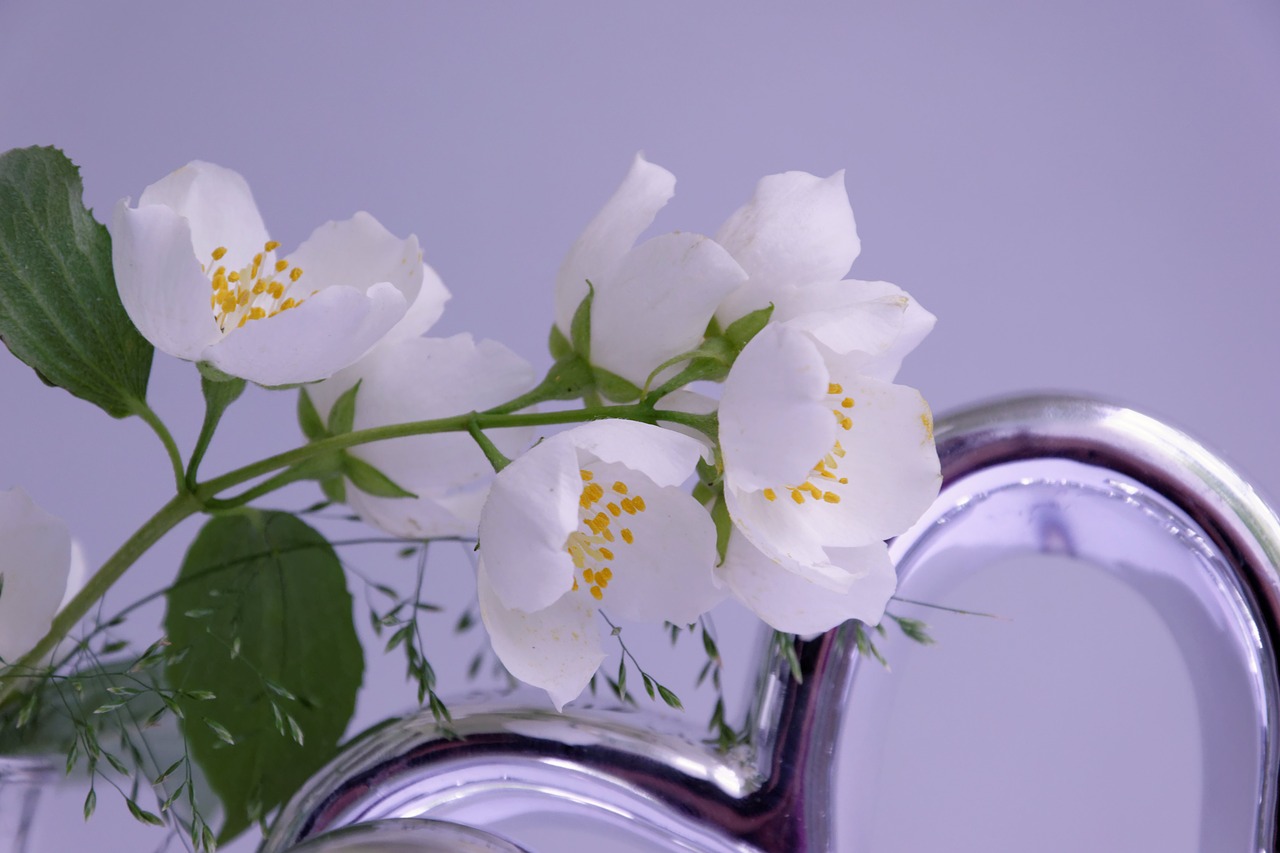 Image - jasmin flower blossom bloom vase