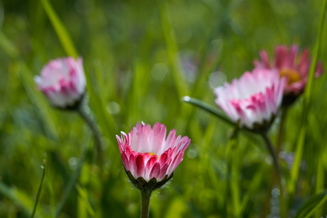 Image - daisy flowers white pink meadow