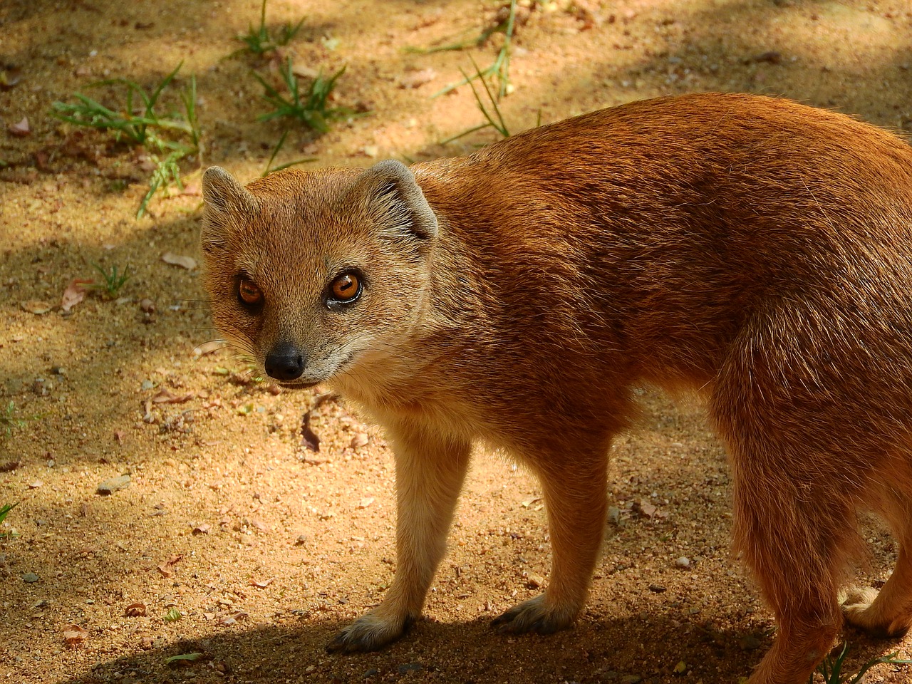 Image - mongoose fox mongoose