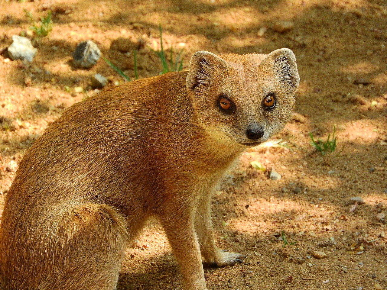Image - mongoose fox mongoose